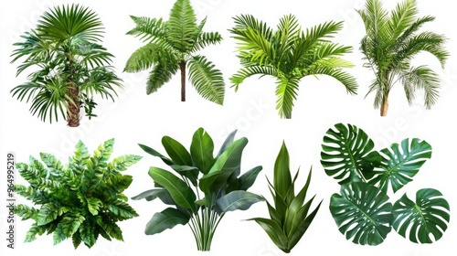 Set of Lush Green Tropical Plants (Monstera, Palm, Rubber Plant, Pine, and Fern) Isolated on White Background, Featuring Vibrant Foliage and Natural Aesthetics