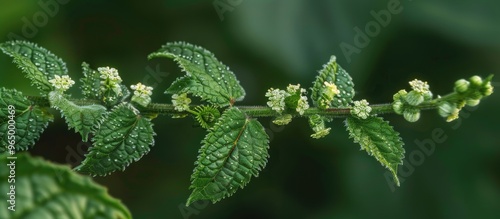 Dysphania Pumilio Chenopodium Pumilio Clammy Goosefoot Small Crumbweed Chenopodiaceae photo