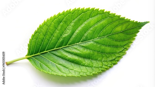 vibrant, white background, nature, natural,green, growth, organic, clean, simplicity, botanical, leaf, clipping path, green leaf isolated on white background with clipping path