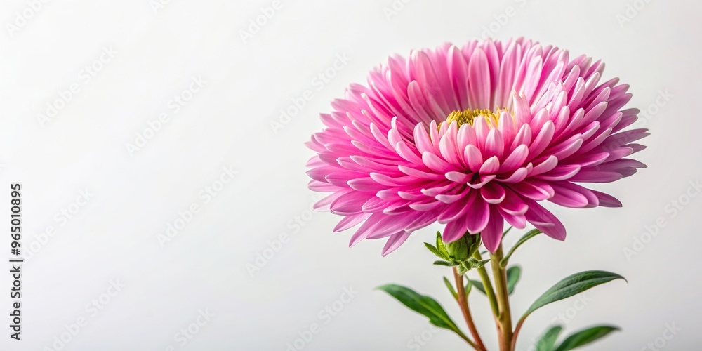 Fototapeta premium Vintage aster flowering plant with its delicate pink petals is captured in this stunning stock photo against a pristine white background creating a visually appealing composition