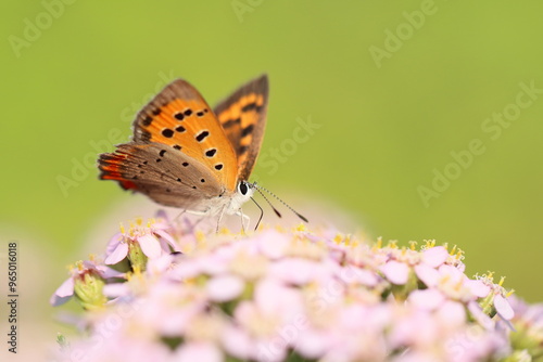 Wallpaper Mural ベニシジミ Torontodigital.ca