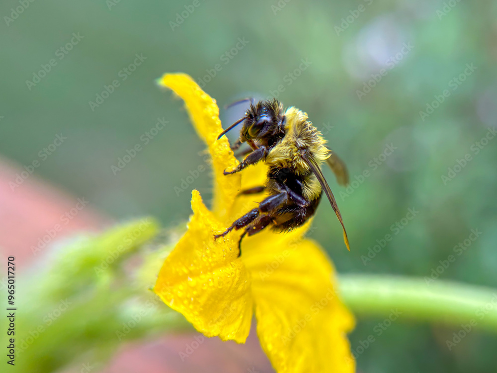 bee on flower bee on flower