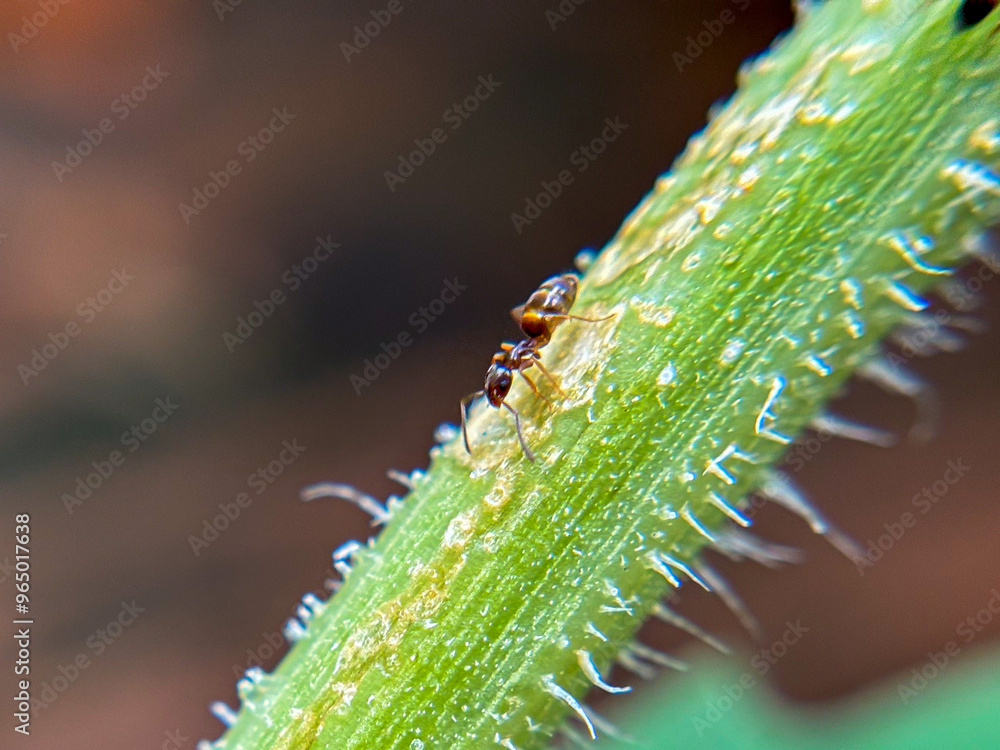 Fototapeta premium ants on a vine