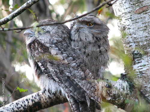 Tawny frogmouth siblings  photo