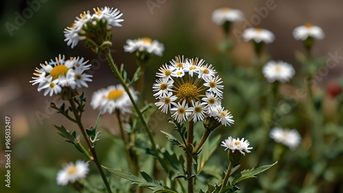 Wallpaper Mural Dry Flowers Of Conyza Sumatrensis. Guernsey Fleabane, Fleabane, Tall Fleabane, Broad-leaved Fleabane, White Horseweed, And Sumatran Fleabane. Close Up Generative AI Torontodigital.ca