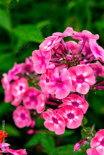 Pink phlox in the summer garden. Close-up