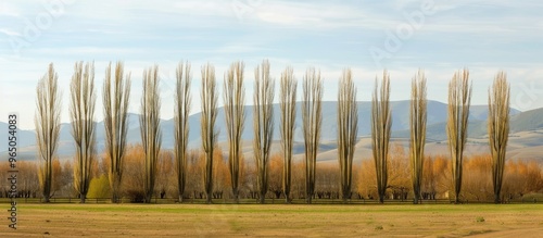 A Row Of Poplar Trees In A Rural Suburban Area