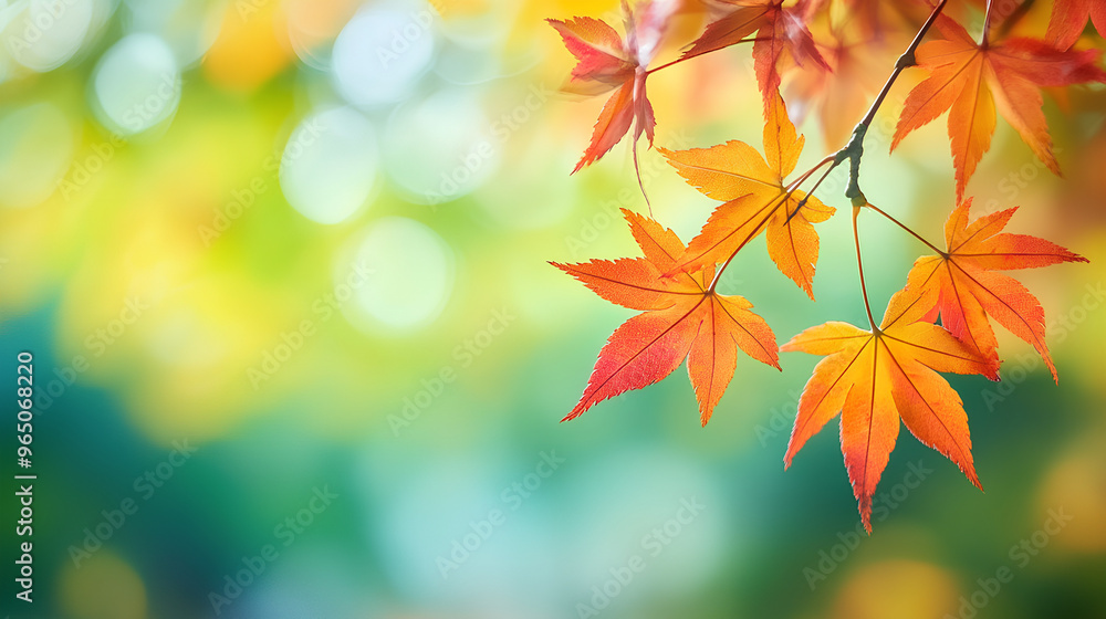 autumn leaves in the sunlight