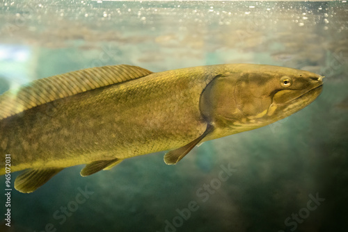 A Bowfin (Amia calva) in dark water. Also called dogfish or mudfish, it is an ancient evolution of fish. Brown scales and long dorsal fin help it swim through shallow lakes. Controlled conditions photo