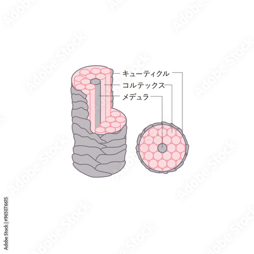 図版_イラスト_004_毛髪_断面図