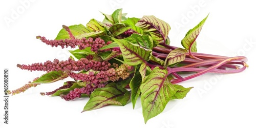 Amaranthus tricolor, commonly known as stem amaranth, is a leafy vegetable mainly grown in warm climates. This plant produces elongated, narrow leaves that display various shades of green. photo