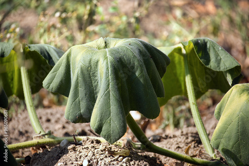 Close-up of zucchini plant leaves affected by water scarcity and drought conditions photo