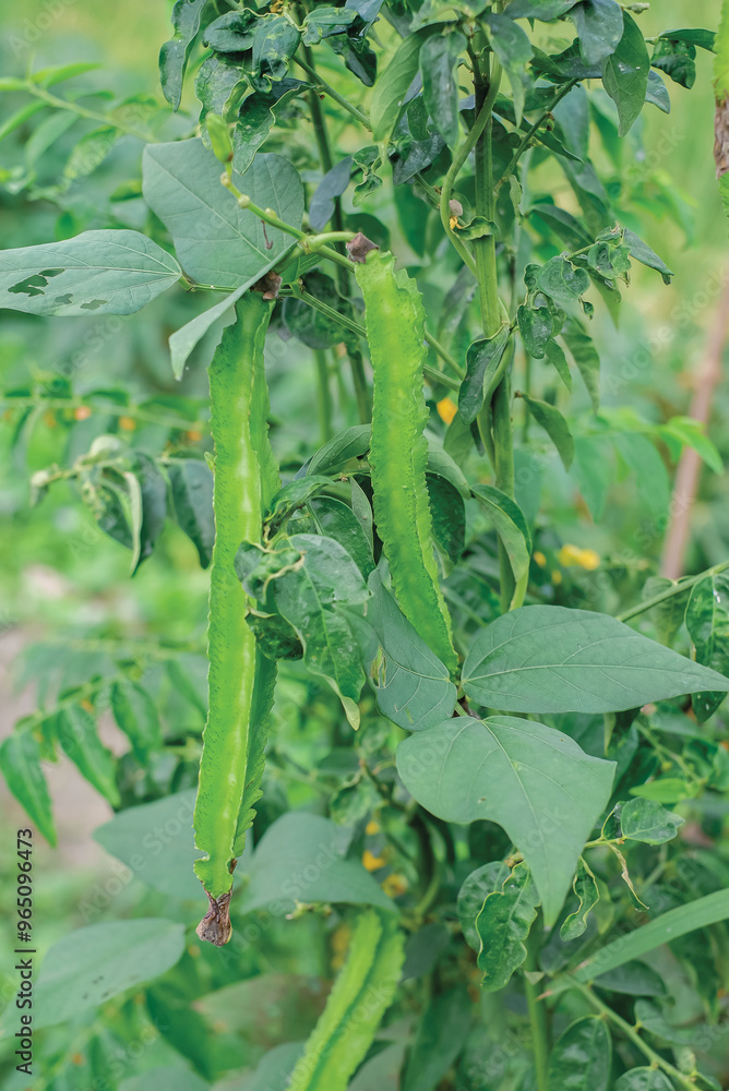 Young Winged Beans hanging on a tree In the vegetable garden Young Winged Beans hanging on a tree In the vegetable garden