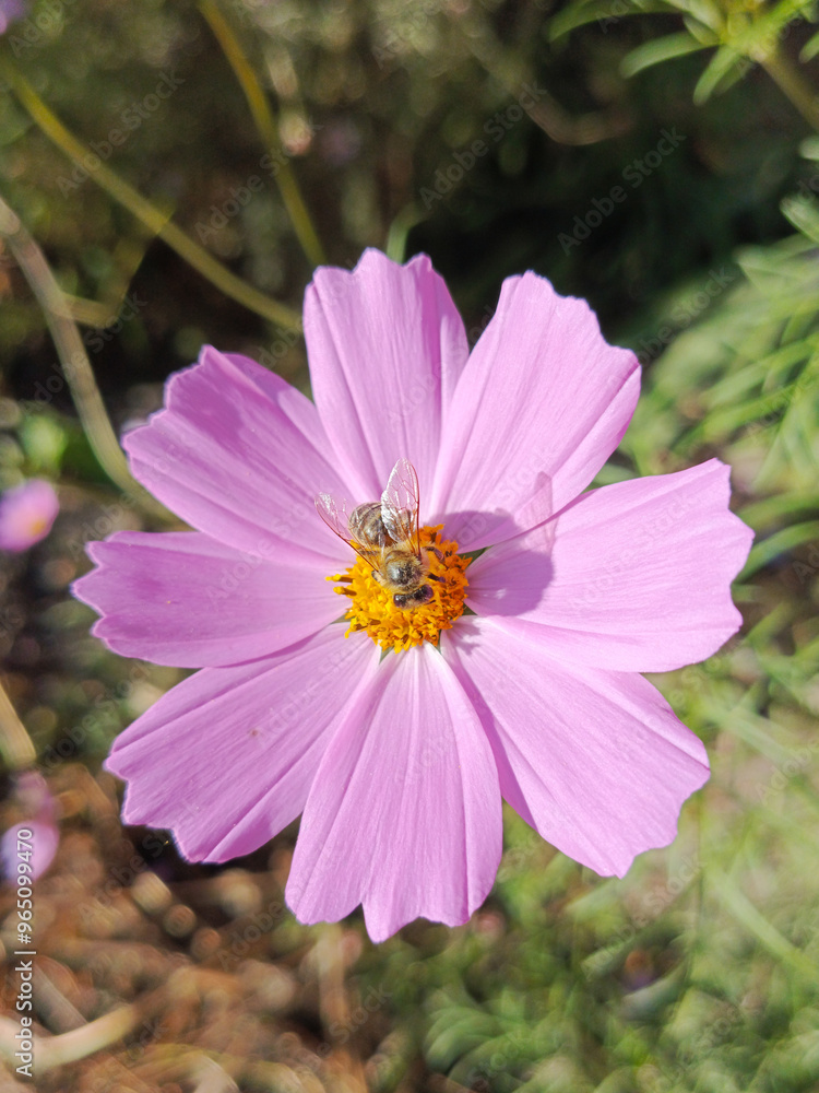 Fototapeta premium Cosmos bipinnatus is pink in color. A bee sits on a Cosmos bipinnatus flower. Pollination of flowers. Pollinating insects. The background for the postcard.