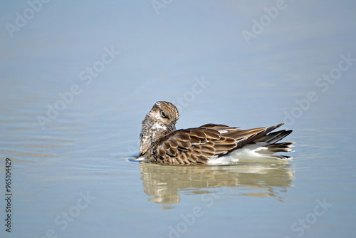 Ruddy Turnstone floating in a wave pool, preening after a bathing in the water at the beach in Ponce Inlet, Florida photo