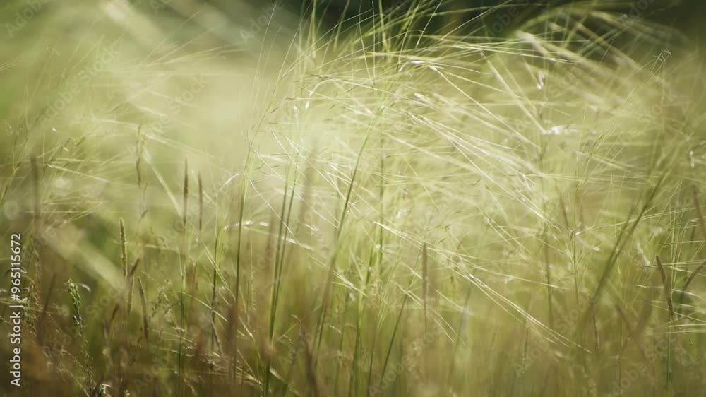 Wild green grass on the forest meadow at sunset. Plants swaying in the light wind. Wild green grass on the forest meadow at sunset. Plants swaying in the light wind.