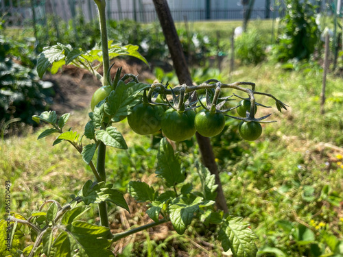家庭菜園で栽培中の青々としたミニトマト