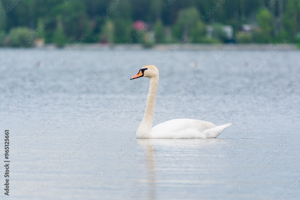 Obraz premium Graceful white Swan swimming in the lake, swans in the wild. Portrait of a white swan swimming on a lake.