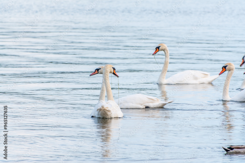 Graceful white Swans swimming in the lake, swans in the wild Graceful white Swans swimming in the lake, swans in the wild