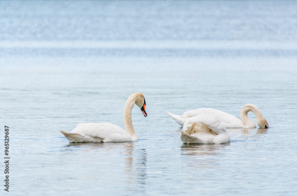 Graceful white Swan swimming in the lake, swans in the wild. Portrait of a white swan swimming on a lake. Graceful white Swan swimming in the lake, swans in the wild. Portrait of a white swan swimming on a lake.