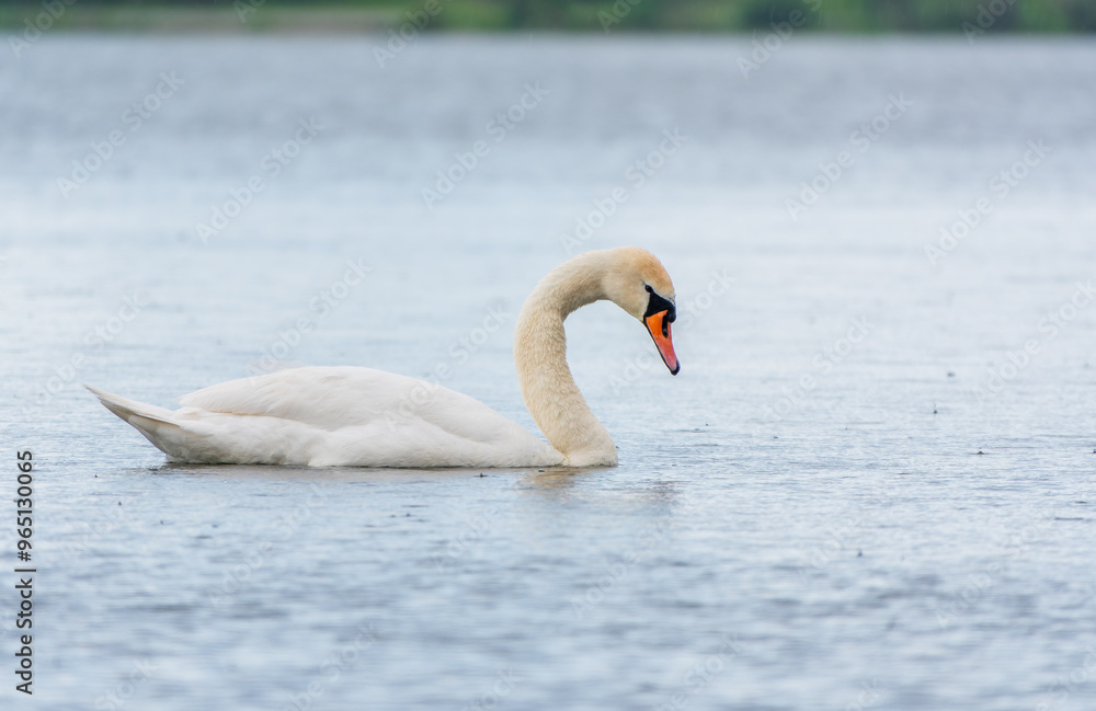 Graceful white Swan swimming in the lake, swans in the wild. Portrait of a white swan swimming on a lake. Graceful white Swan swimming in the lake, swans in the wild. Portrait of a white swan swimming on a lake.