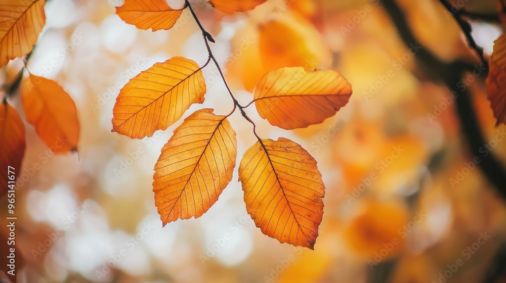 Orange and yellow autumn leaves on a tree Orange and yellow autumn leaves on a tree
