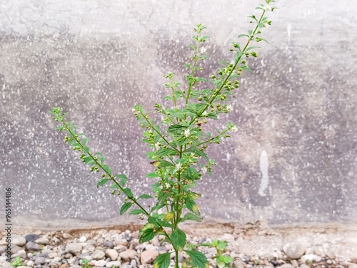 weeds growing beside the house