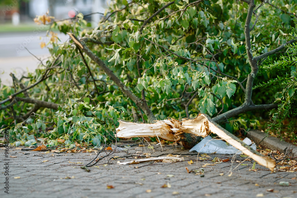 Fallen tree branch on sidewalk. Tilia tree destroyed by the typhoon in city. Large broken tree fallen across road in the city, selective focus..