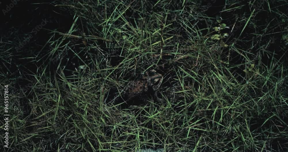 Asian Common Toad in a Jungle Environment Asian Common Toad in a Jungle Environment