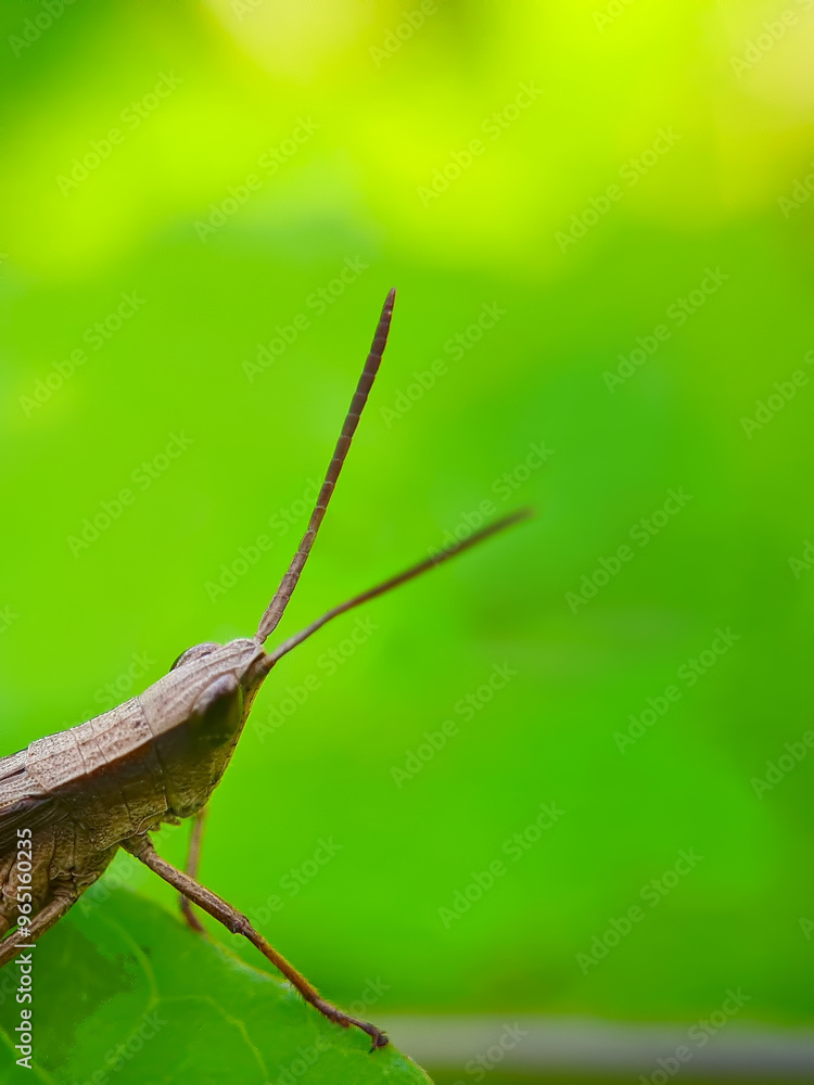 pests that destroy plants but also have benefits for other plants and as a life ecosystem pests that destroy plants but also have benefits for other plants and as a life ecosystem