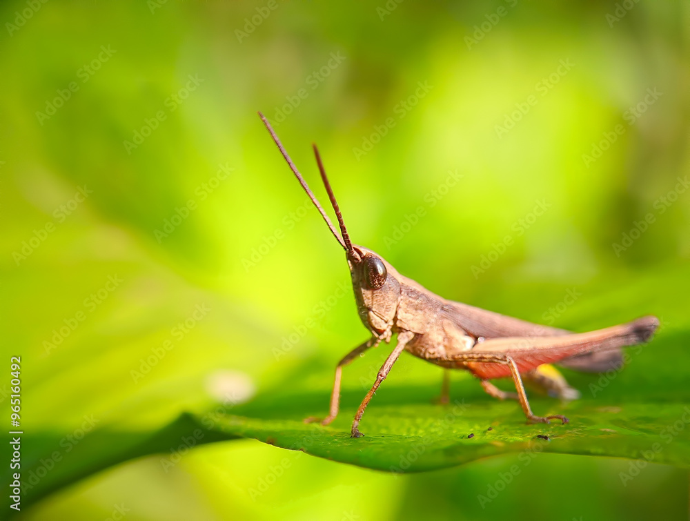 pests that destroy plants but also have benefits for other plants and as a life ecosystem pests that destroy plants but also have benefits for other plants and as a life ecosystem