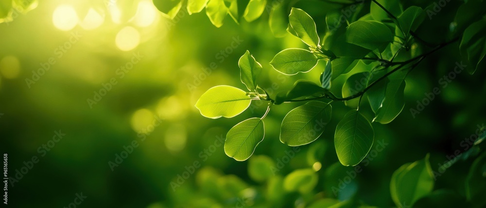 A vibrant close-up of green leaves illuminated by soft sunlight, creating a tranquil and refreshing nature scene.
