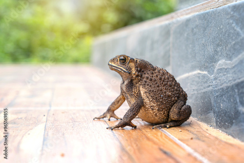 Fat Asian common toad or Black-spined toad - Duttaphrynus melanostictus at around the house on the tile floor porch. photo