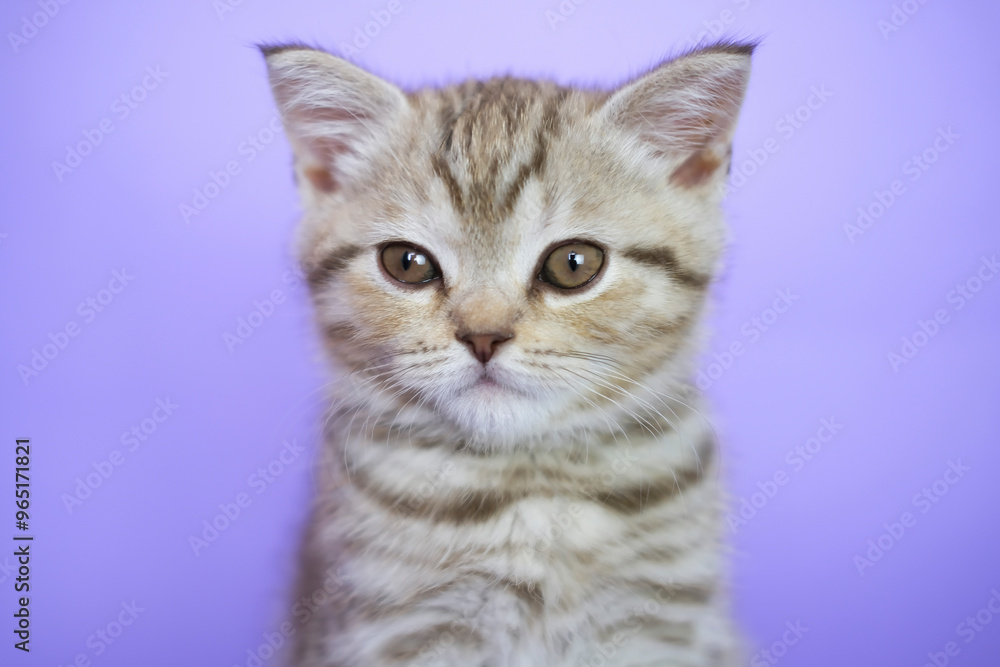 Cat meows, yawning on purple background. Portrait of an adorable gray tabby cat in background in studio. Space for copying text. Pets concept. Cat meows, yawning on purple background. Portrait of an adorable gray tabby cat in background in studio. Space for copying text. Pets concept.