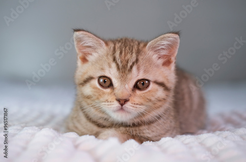 Cute striped kitten lies on white blanket on bed. Looking at camera. Adorable little pets concept. Free space for text.