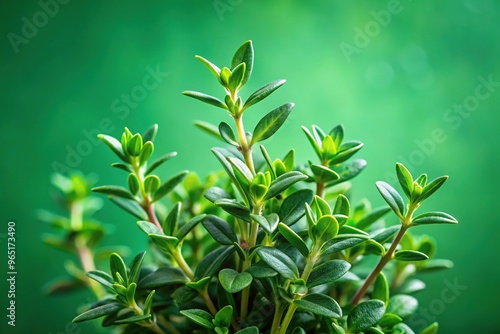 Close-Up Shot Of A Small Sprig Of Thyme With Multiple Leaves On A Green Background