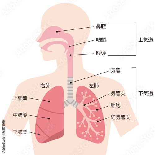 肺と呼吸器