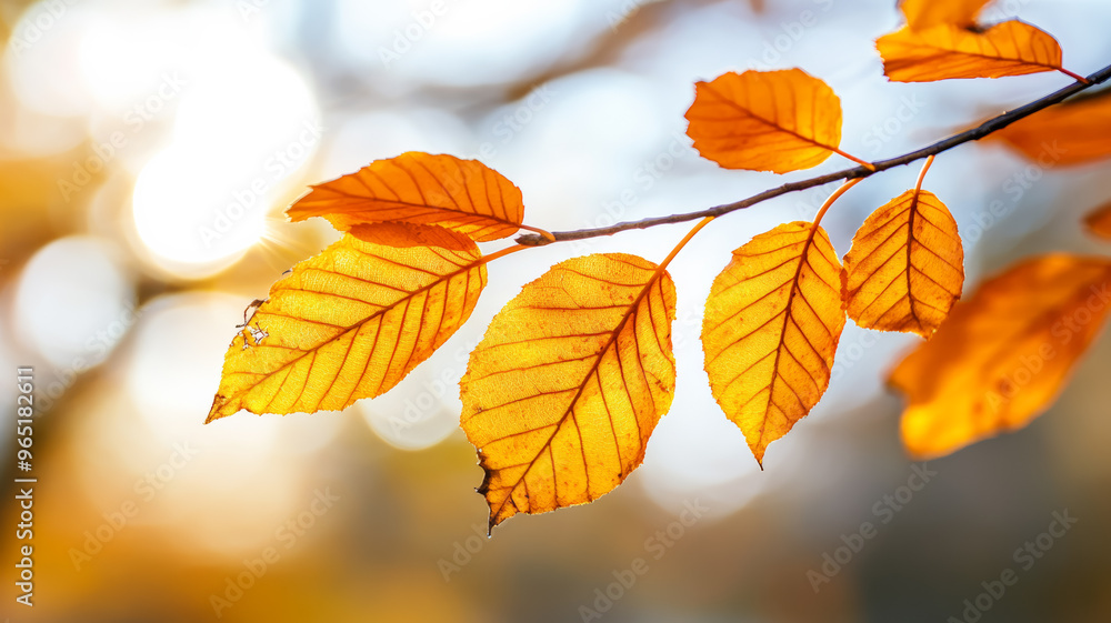 Close up of orange leaves on a branch with sun rays filtering through a blurred forest 