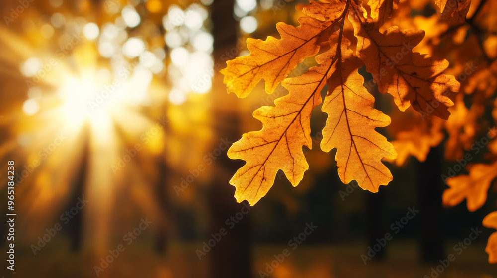 Oak leaves in warm autumn colors with a sunbeam and blurred tree trunks Oak leaves in warm autumn colors with a sunbeam and blurred tree trunks