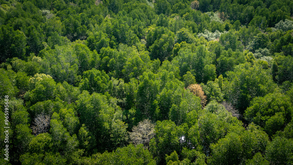 Aerial view of mangrove forest in Krabi, Thailand. Aerial view of mangrove forest in Krabi, Thailand.