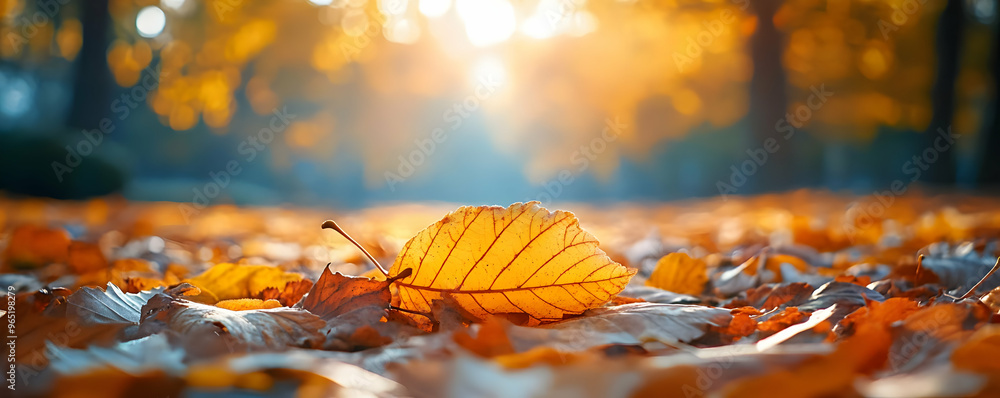 Golden Hour Autumn Leaves Photo - Fallen Leaf in Focus Golden Hour Autumn Leaves Photo - Fallen Leaf in Focus