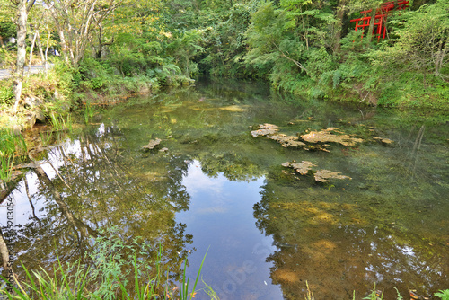 忍野八海の出口池
