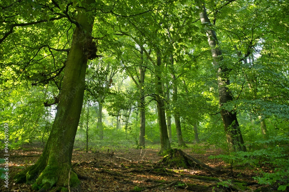 Waldwege im Teutoburger Wald bei Porta Westfalica Waldwege im Teutoburger Wald bei Porta Westfalica