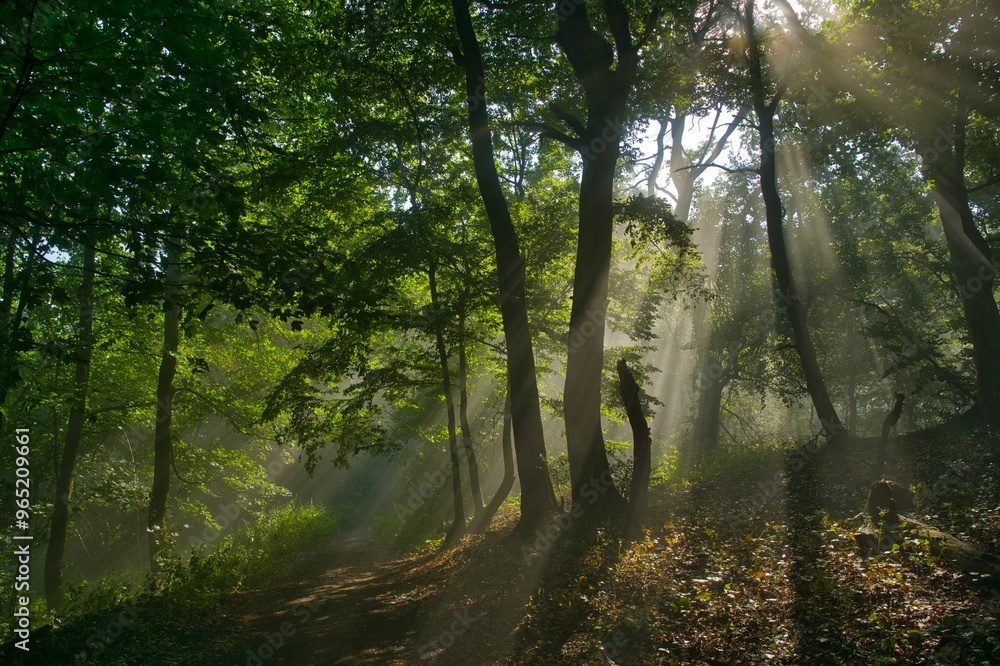 Obraz premium Waldwege im Teutoburger Wald bei Porta Westfalica
