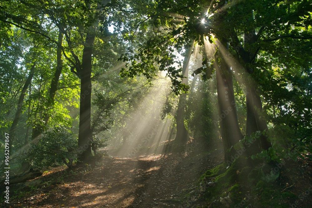 Obraz premium Lichtstimmung im Teutoburger Wald