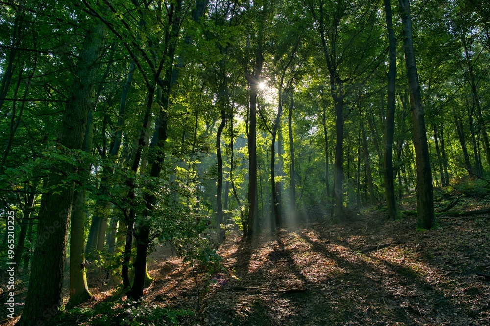 Waldwege im Teutoburger Wald bei Porta Westfalica Waldwege im Teutoburger Wald bei Porta Westfalica