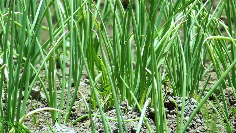 Onion Plant. Green onion leaves in summer. Harvest field, farming, onion care. Onion Plant. Green onion leaves in summer. Harvest field, farming, onion care.
