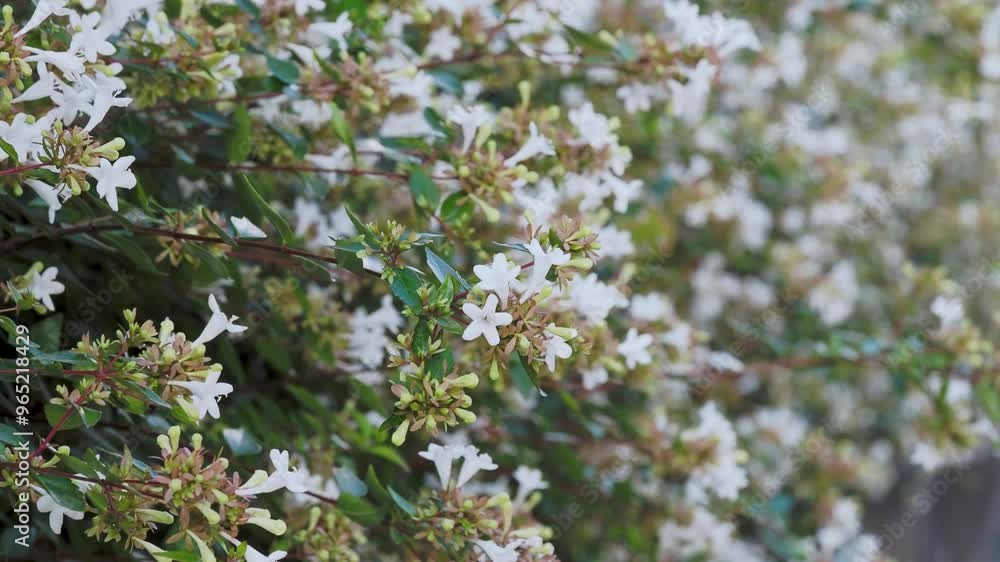 花が咲いたアベリアの生垣