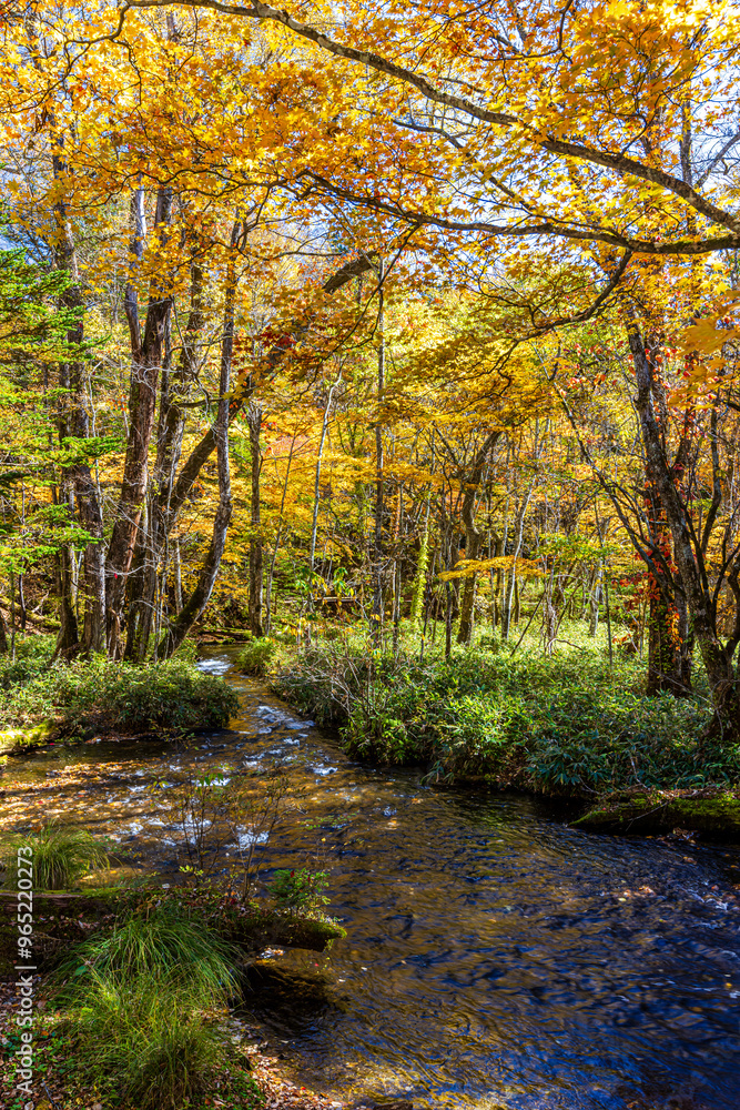 Fototapeta premium 栃木県 日光の紅葉風景 