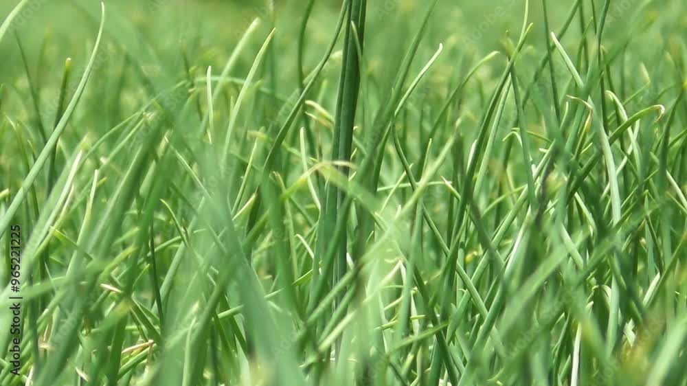 Green onion leaves in summer. Harvest field, farming, onion care. A small harvest, onion leaves in a row Green onion leaves in summer. Harvest field, farming, onion care. A small harvest, onion leaves in a row